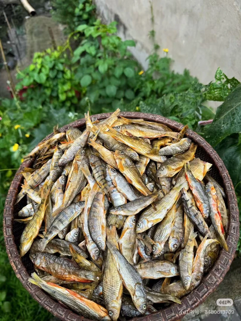 野生溪石斑鱼干原味烘焙无盐淡干农家新鲜去内脏鱼干