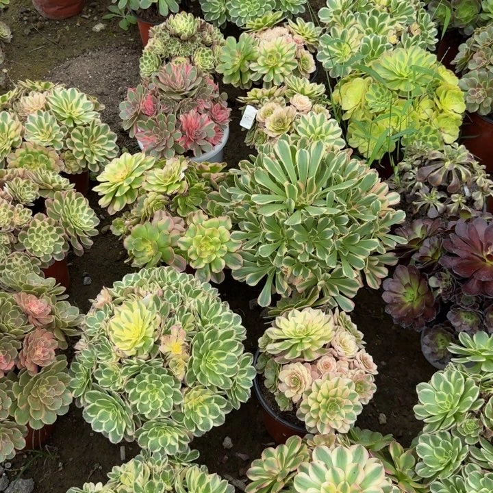 诺***了寄养发货。多肉植物