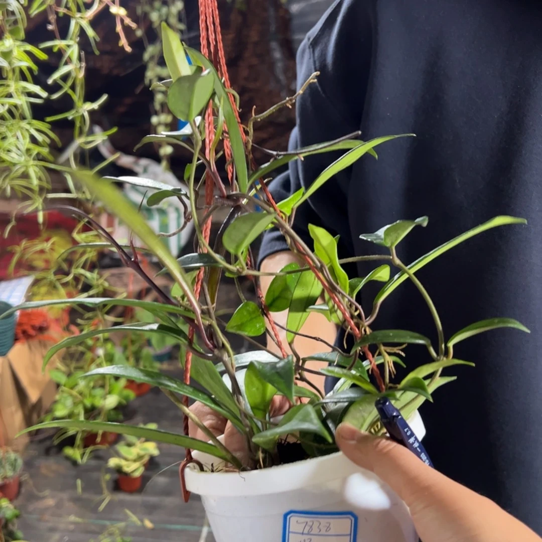 顺***然无花朵黑银粉➕银斑