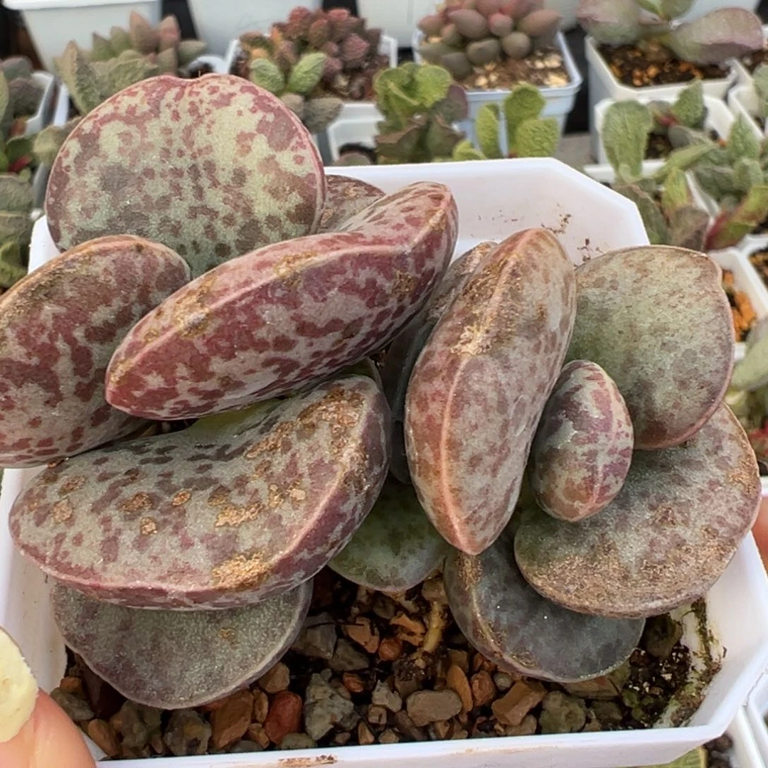 花蛋多头纯木质桩多肉植物