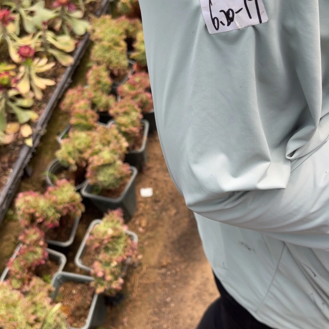 思***源6-20-19荔枝缀化寄养