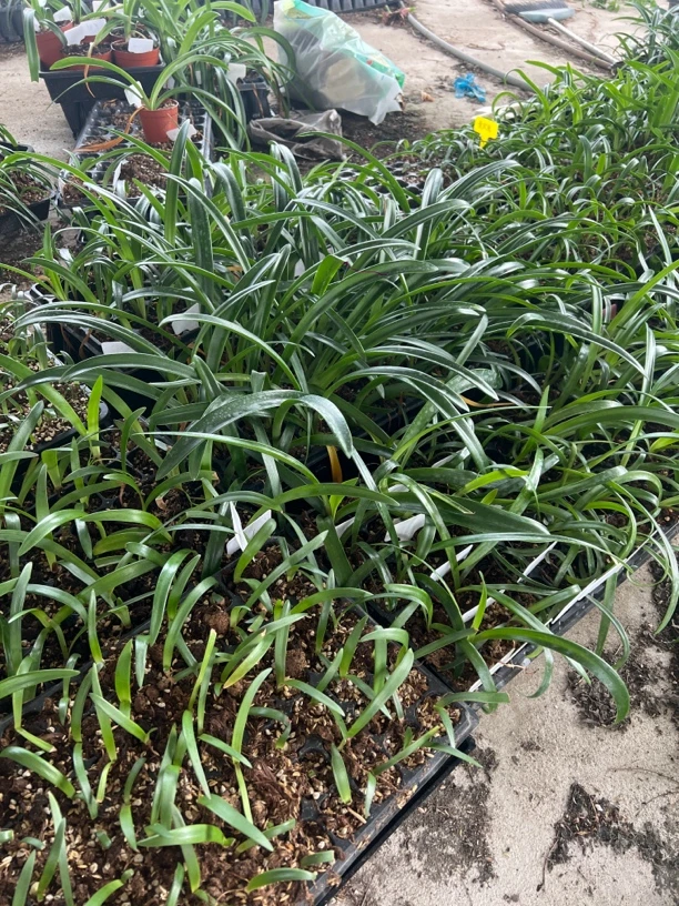 【飞鸟朱顶红】福利小苗澳朱台朱荷兰秘鲁朱包对版不包后期养护