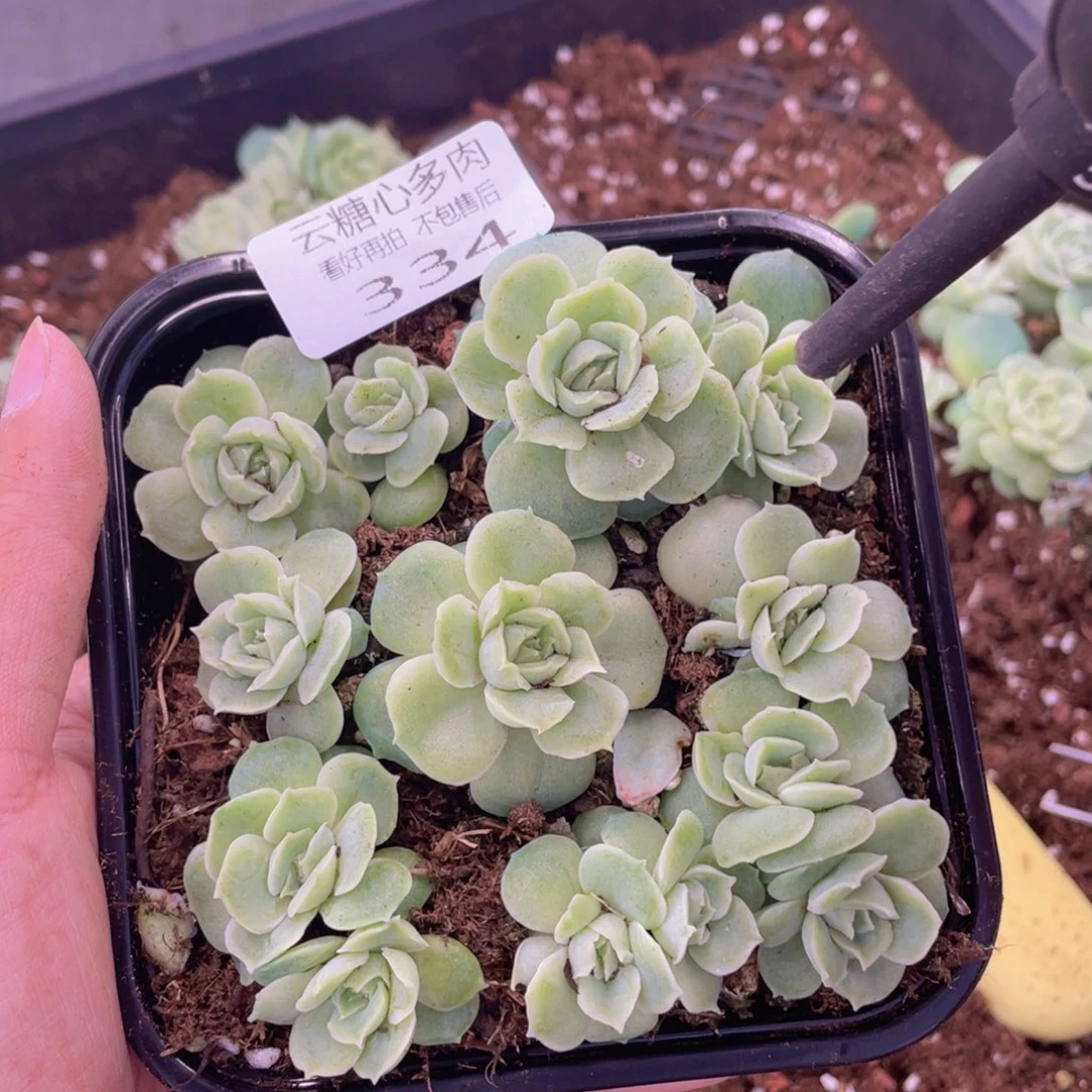 云糖心多肉植物334