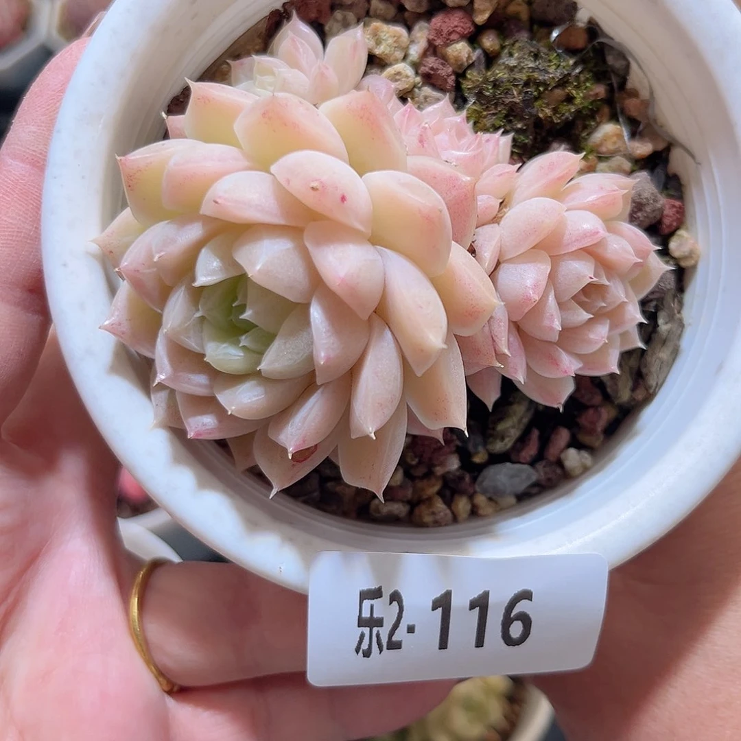 乐2-116麦秆群微瑕