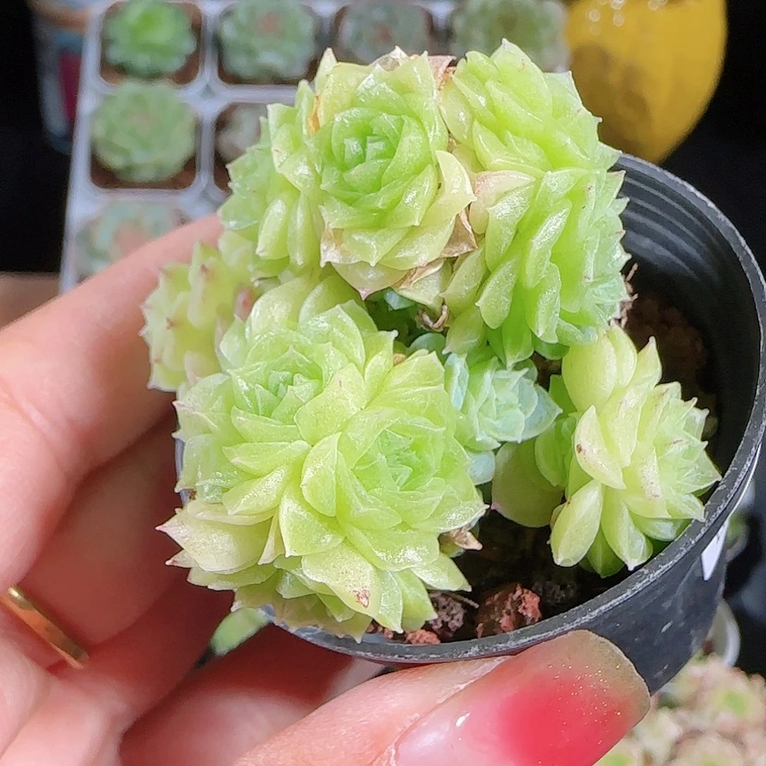 0930-77麦秆优选不包整