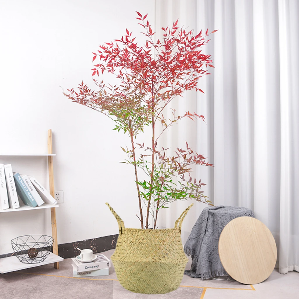 红叶南天竹火焰竹室内盆栽办公室植物阳台绿植