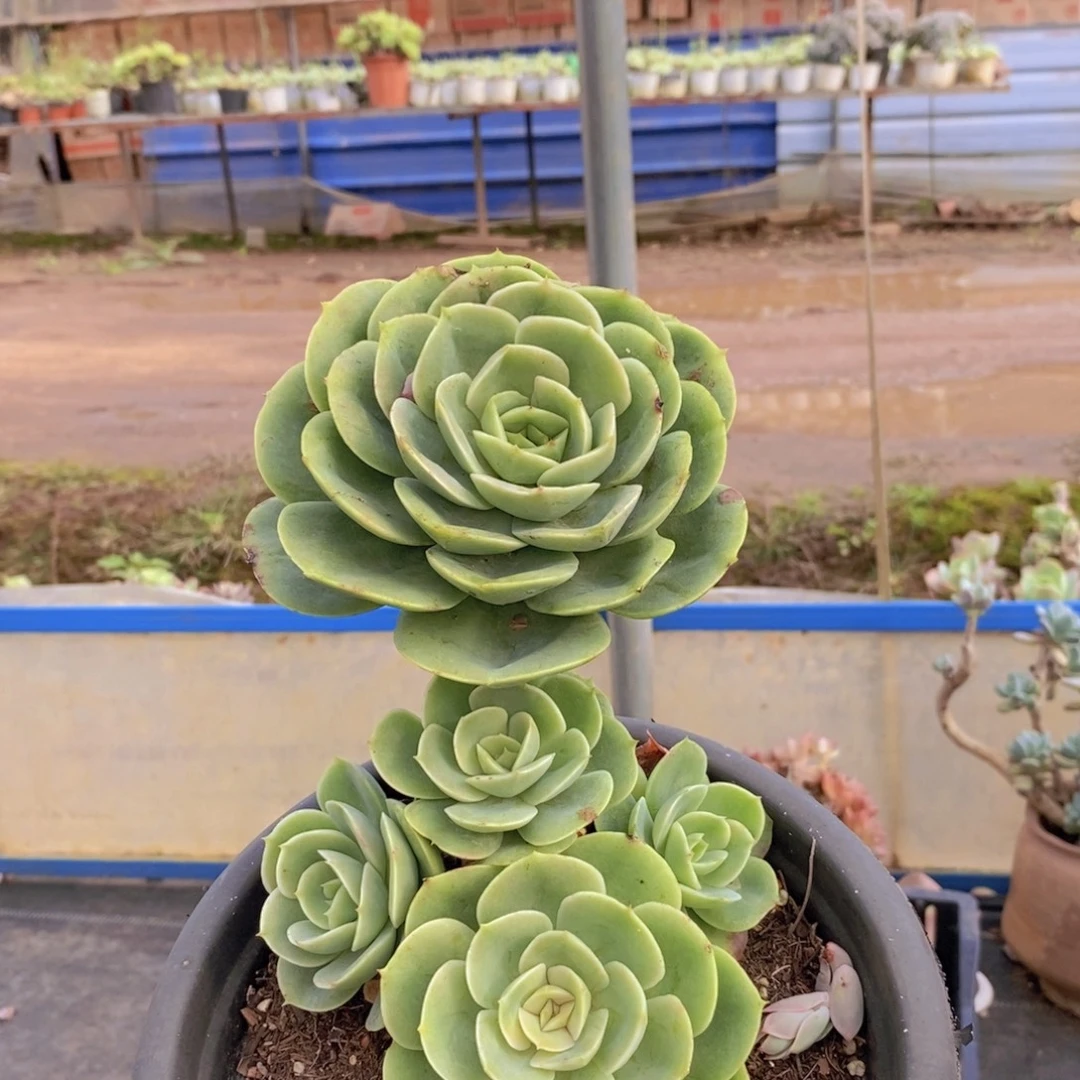 998圆叶星纳塔一物一拍