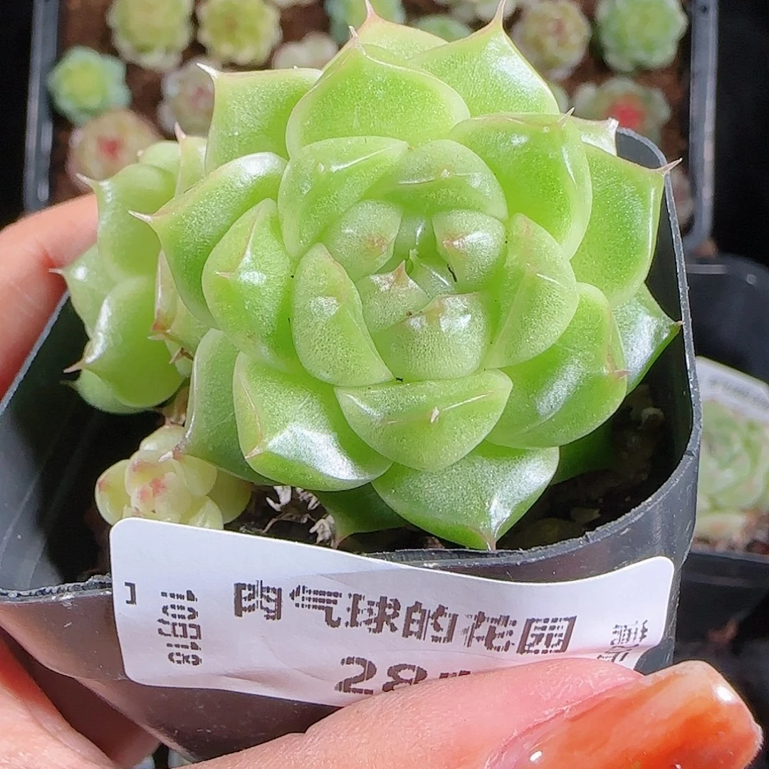 1018---281麦秆优选不包整