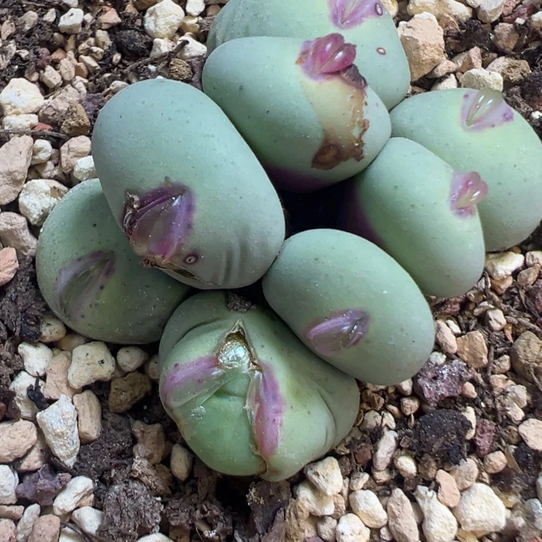 猫*?专拍专拍 肉锥植物