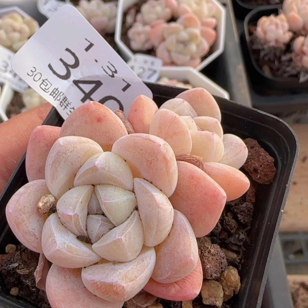 双头一颗脱土发货