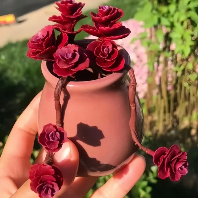 小球玫瑰多肉红色新手好养老桩原盆原土发货耐寒好养