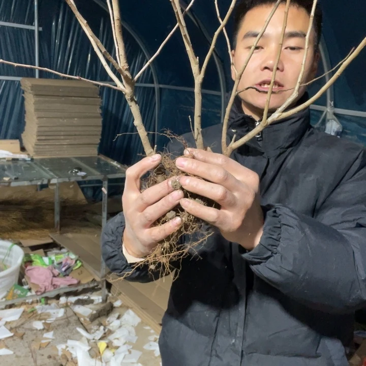 小的     十二一重海棠花