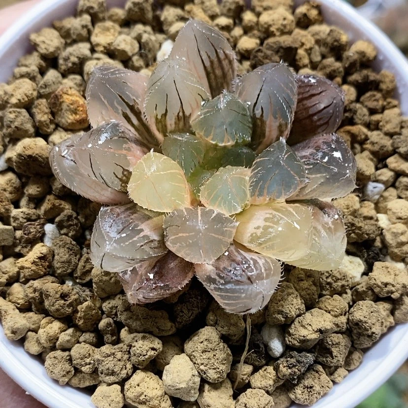 【闪购商品】68实生毛玉露锦