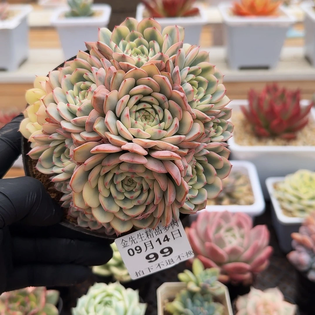 0914-98吉莲锦单头