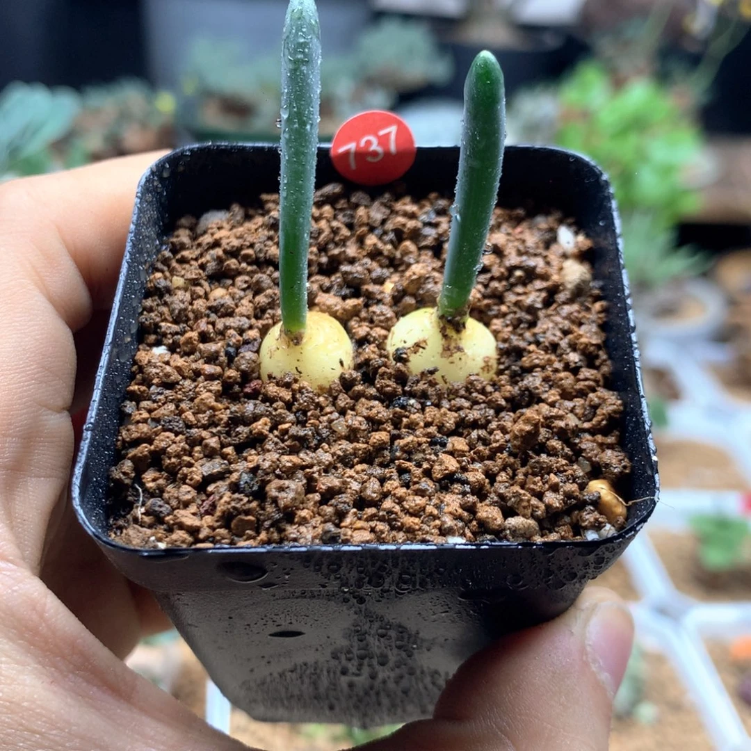 金箍棒虎眼万年青带盆