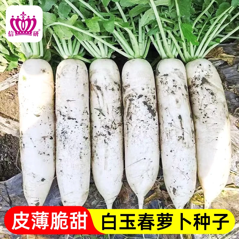 萝卜种子白玉春正宗高产韩国水果萝卜籽农家四季菜种大全蔬菜种子