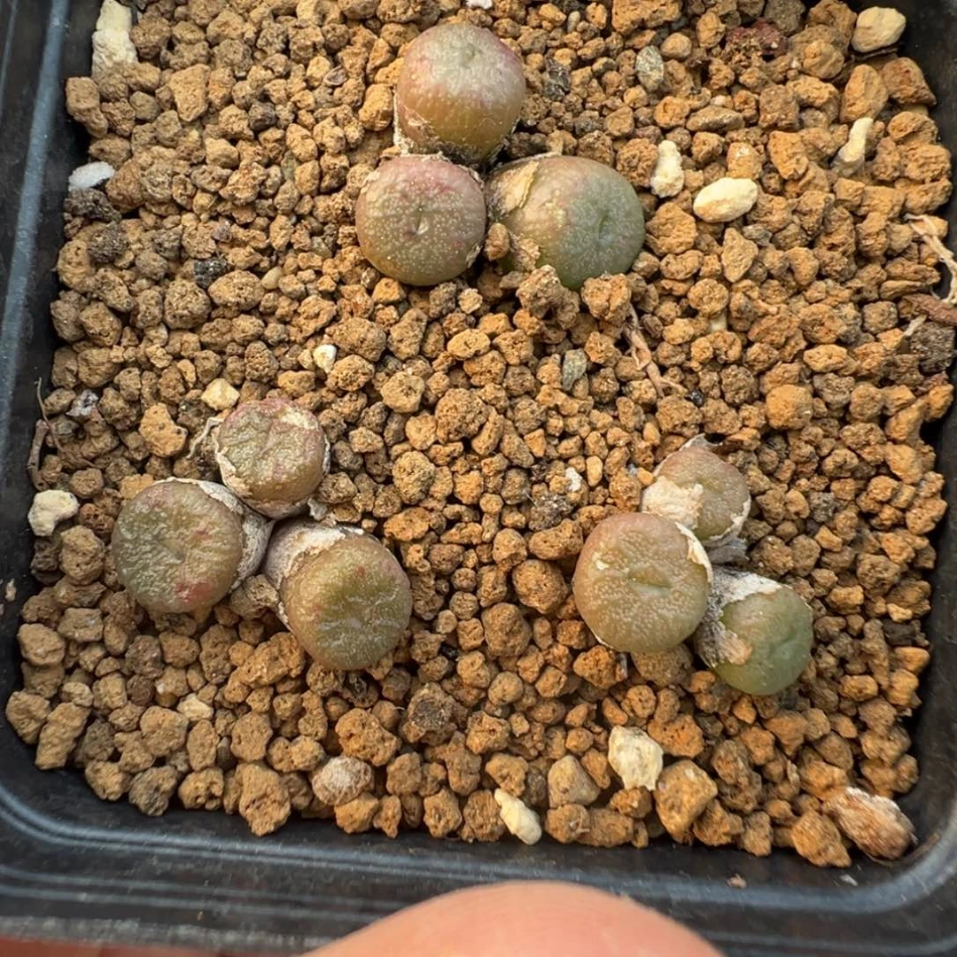 10-10蜜枣铜壶多肉植物