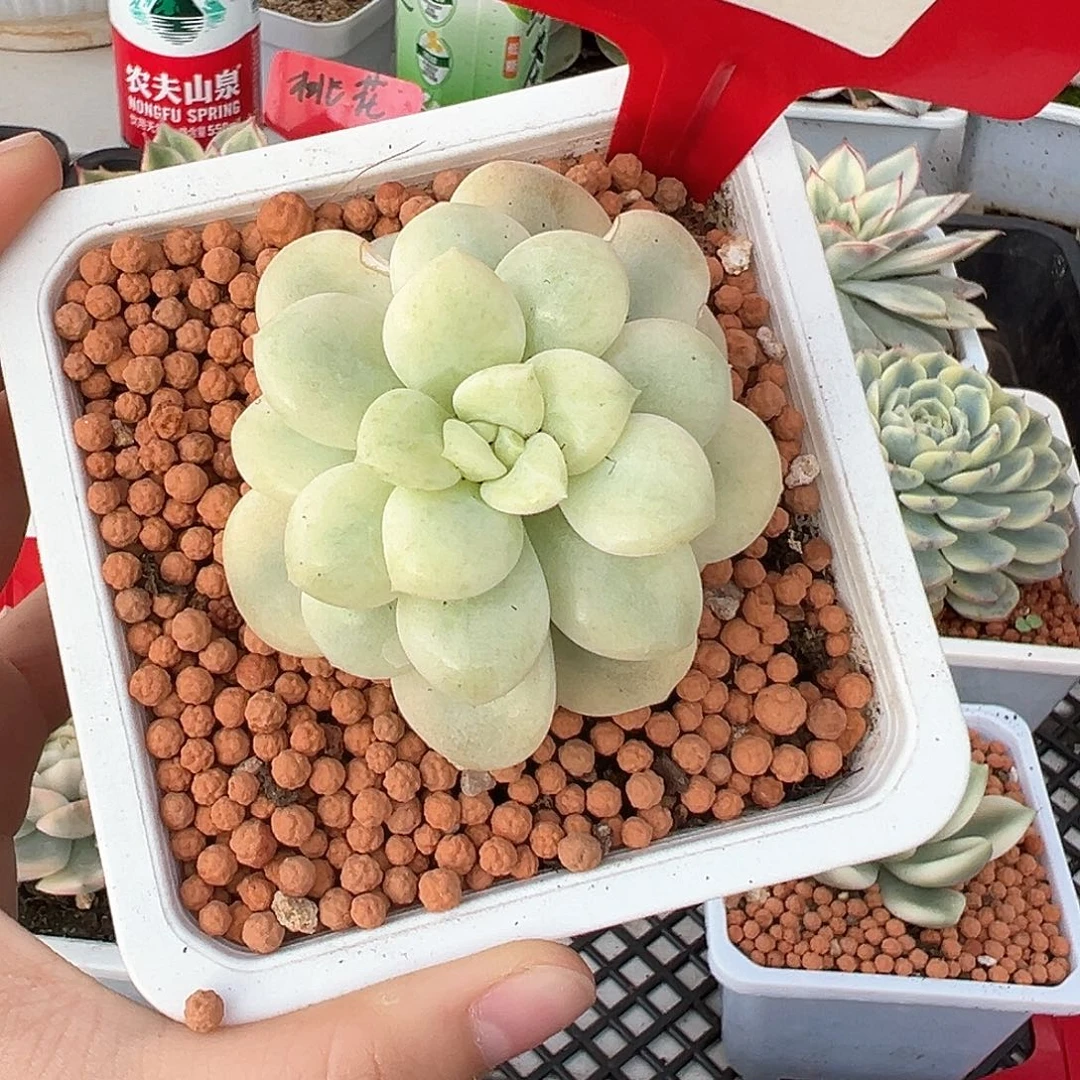 17号白马香水锦多肉植物