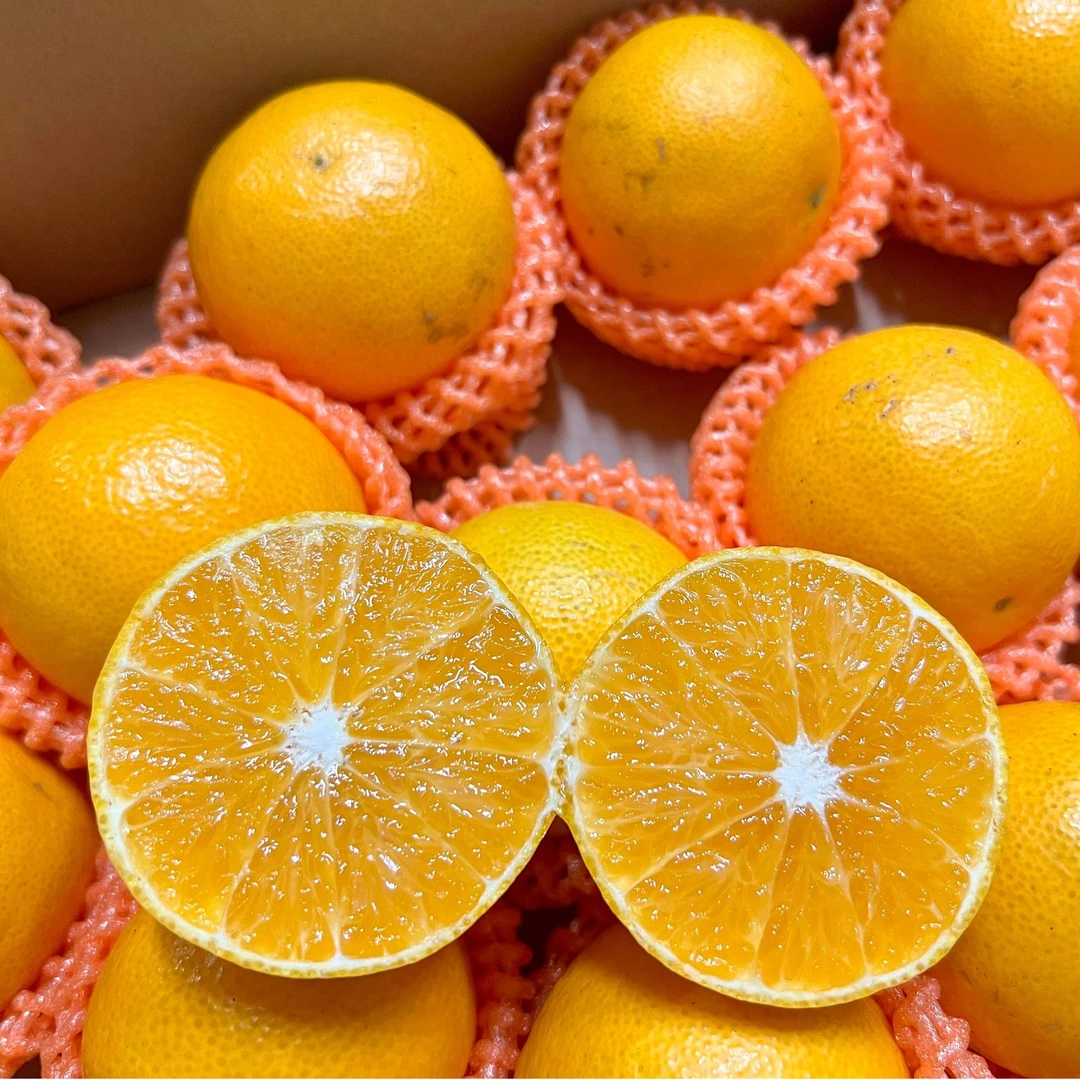 黄美人蜜柑 甜多汁 口感很好 净重4斤 深圳当日达