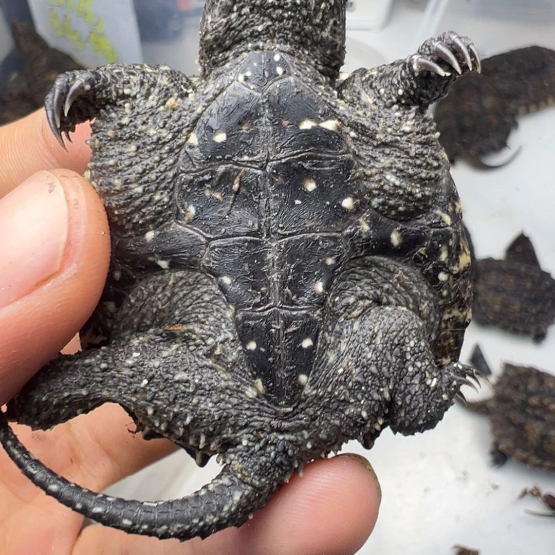 小鳄龟不分公母不退不换