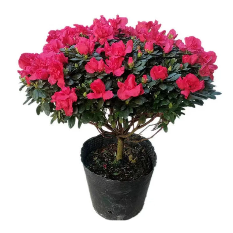 红色杜鹃花老桩原盆原土一年四季盆栽开花