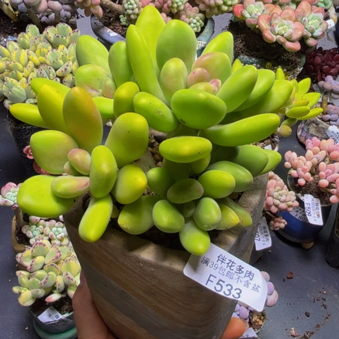 芒果奶酪533/10cm多肉