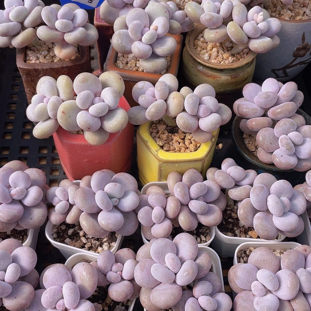 量拍87号 大叶奶水光针原始奶双头一个