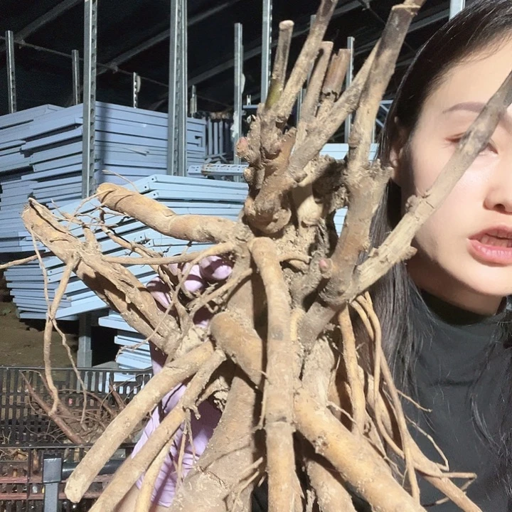 当前无花栽培后可以开花克拉路易斯