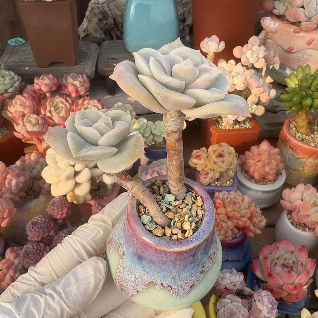 可爱玫瑰 多肉含盆土 一物一拍