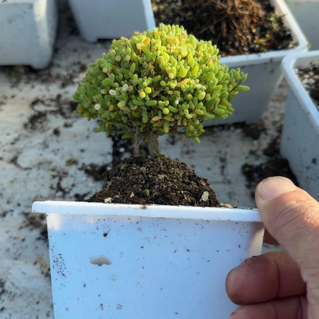 老桩蜜橘带盆带土发