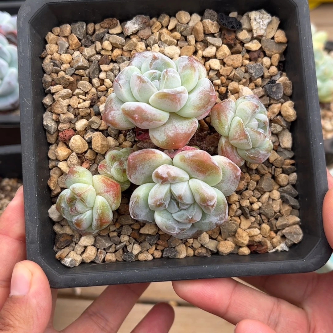 4头奶油冰玉哈哈哈