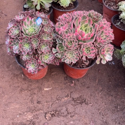 949多肉植物组合，