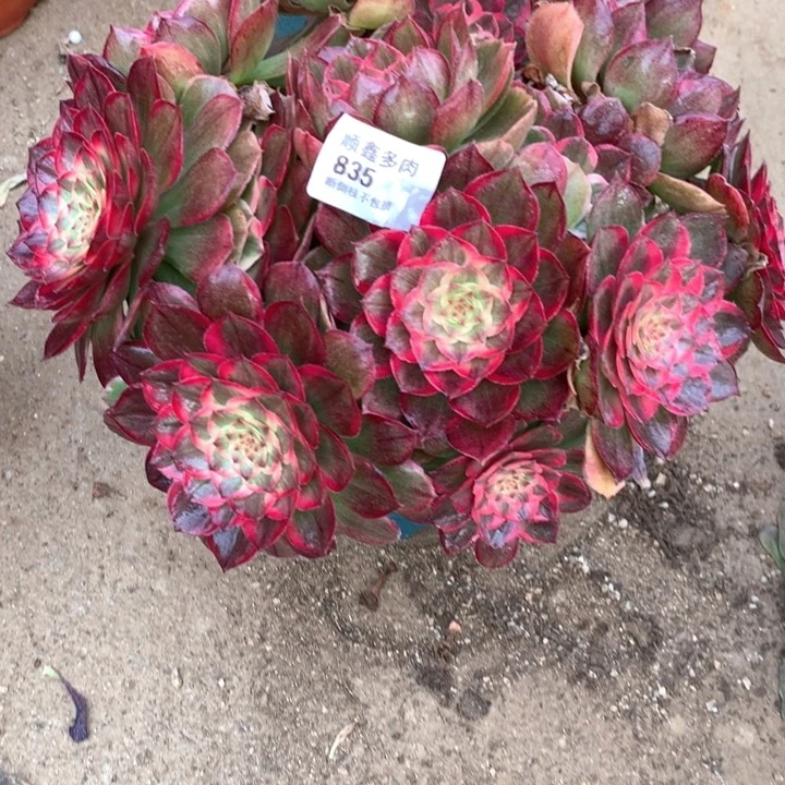 835莲花座多肉植物