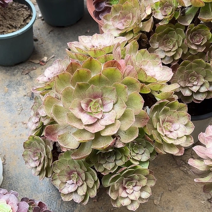 多肉植物法师黑魔100号