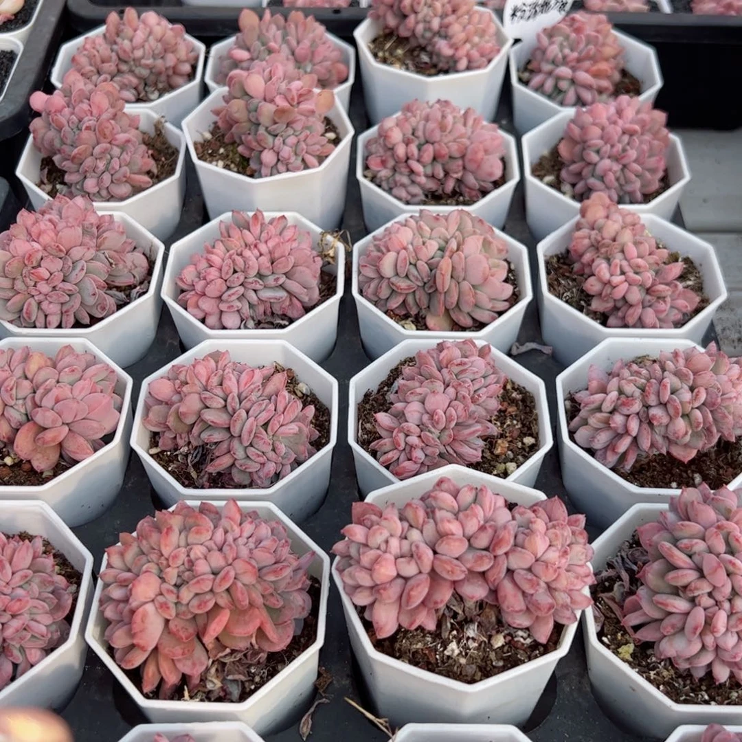 多肉植物粉珍妮缀小号