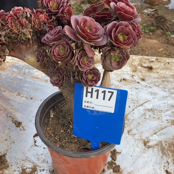 朱***姐H117欧紫欧紫欧紫