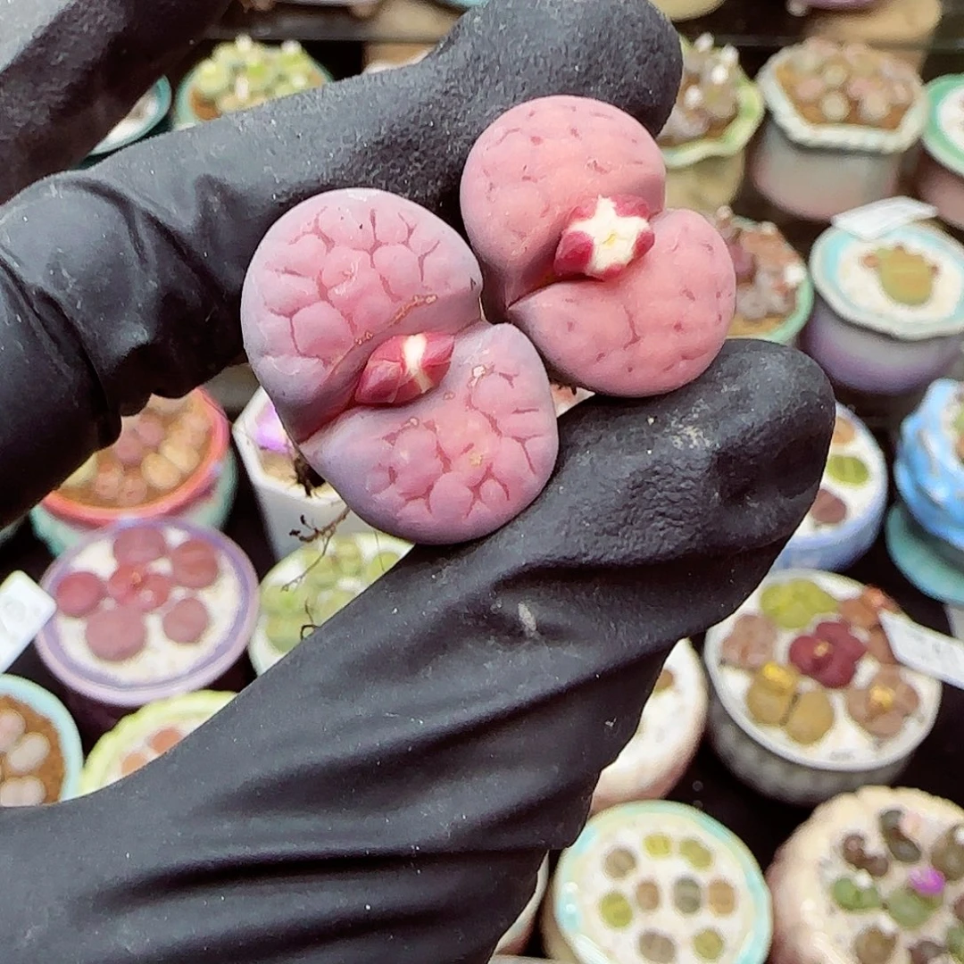 生石花满18包邮1120-78