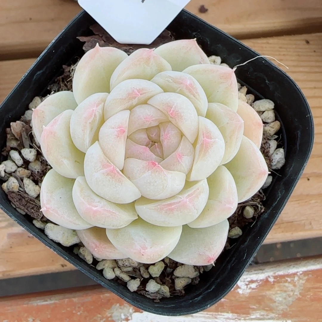 白桃汽水，9598多肉植物