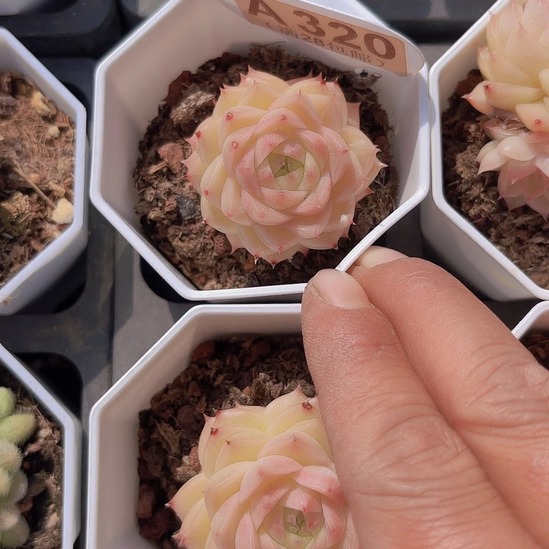 A320蜜桃甜心一物一拍