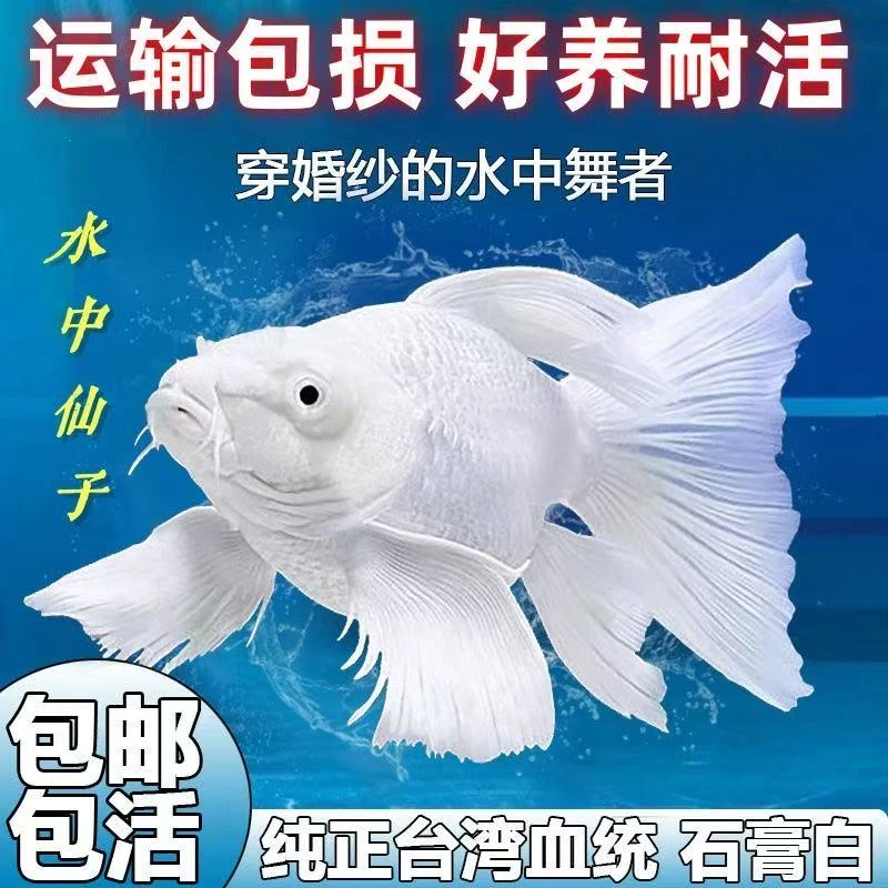 中号精品台湾蝴蝶鲤小鱼苗新手冷水鱼易存活皮实好养不用加温打氧