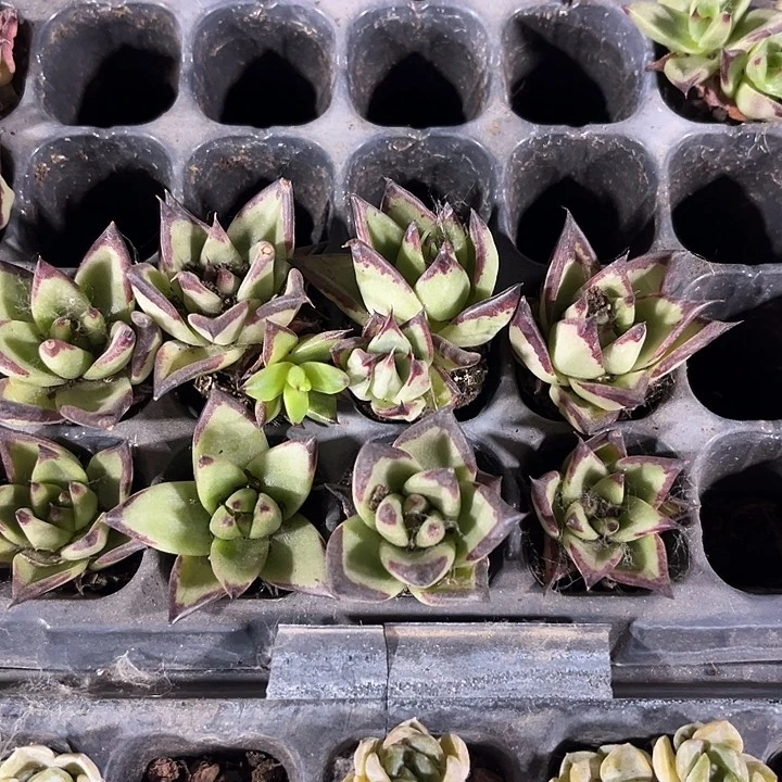 小乌木一元两颗带土发