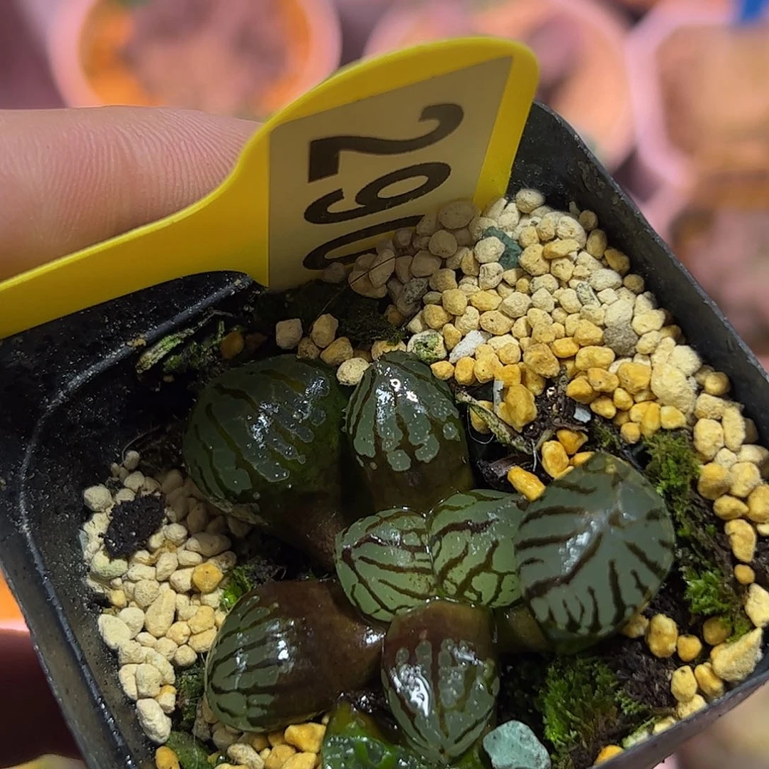 滴****滴红红火火恍恍惚惚
