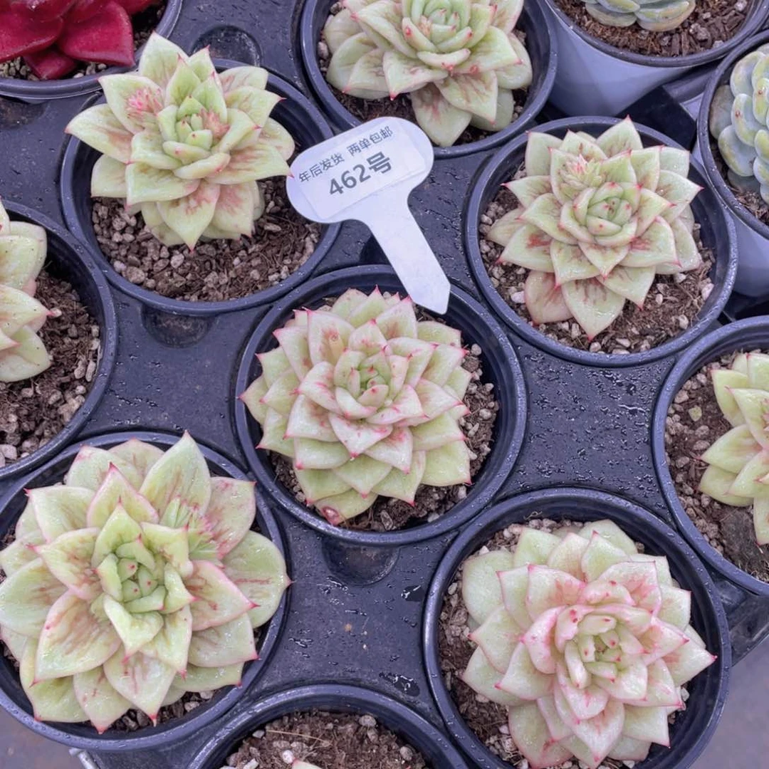 462号蔷薇玛利亚锦单头一个