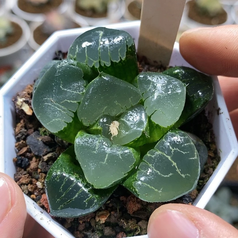 【闪购商品】5姬翠