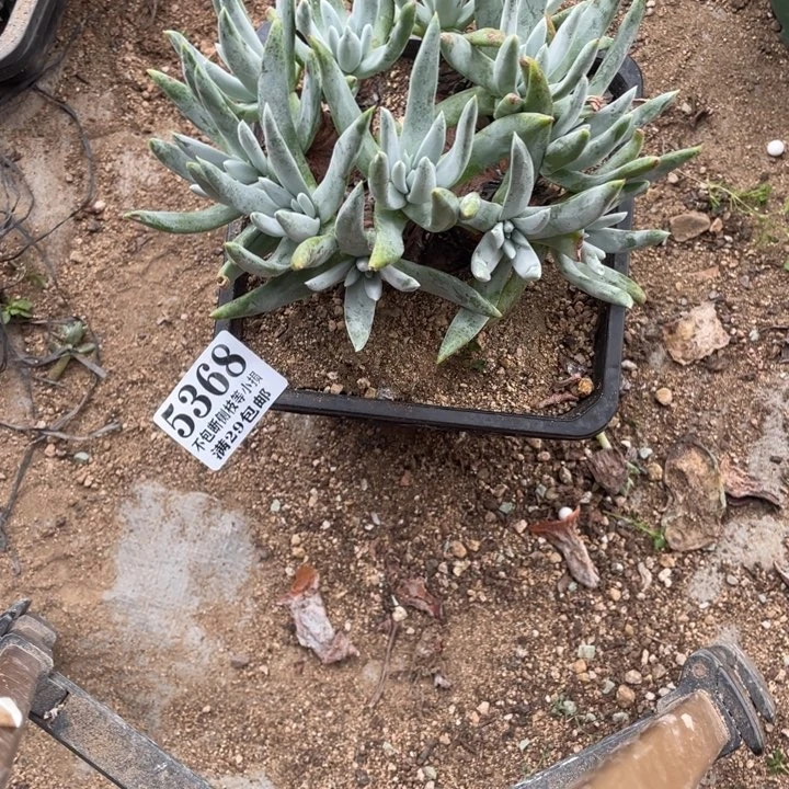 368号奥罗拉多肉植物