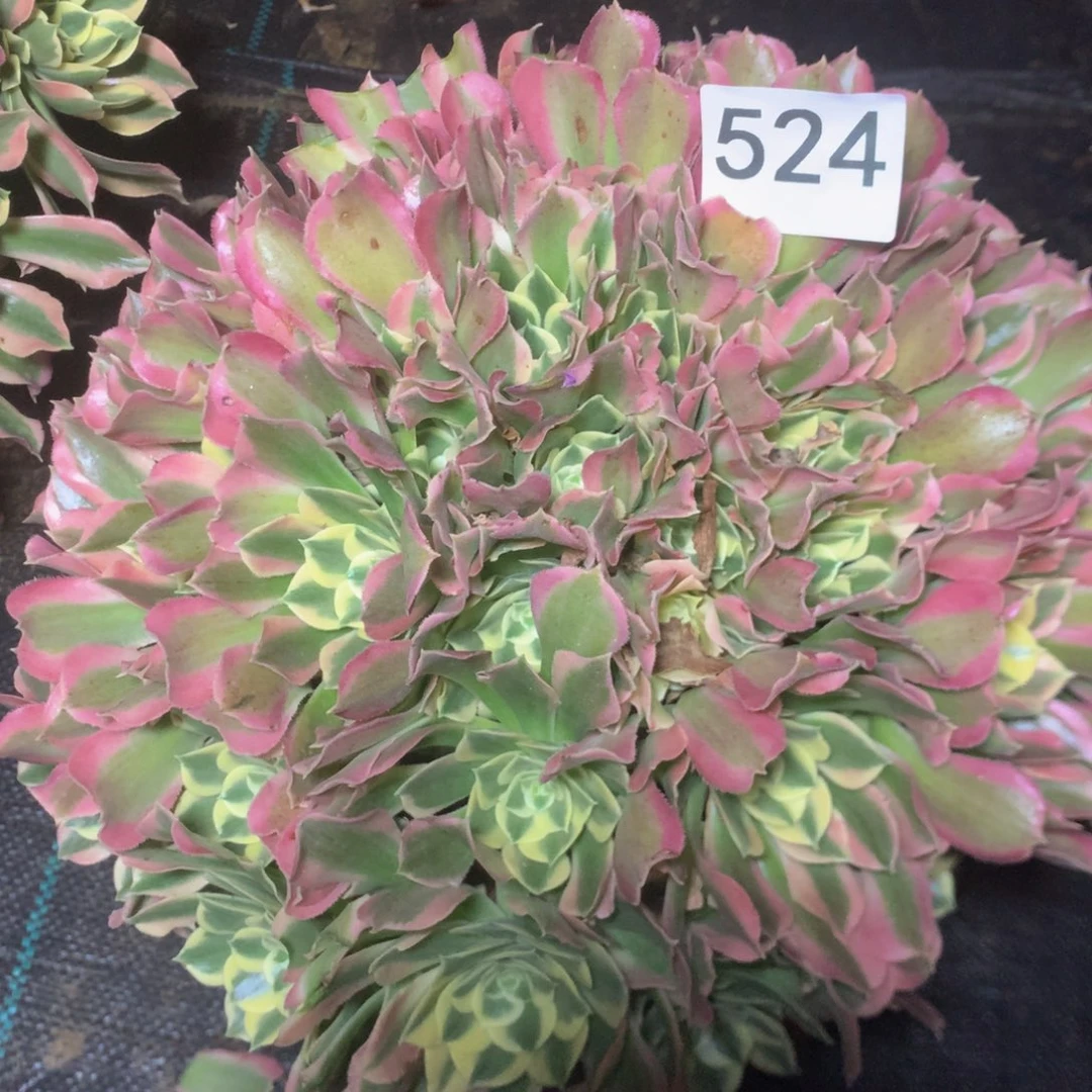 524白凤多肉植物