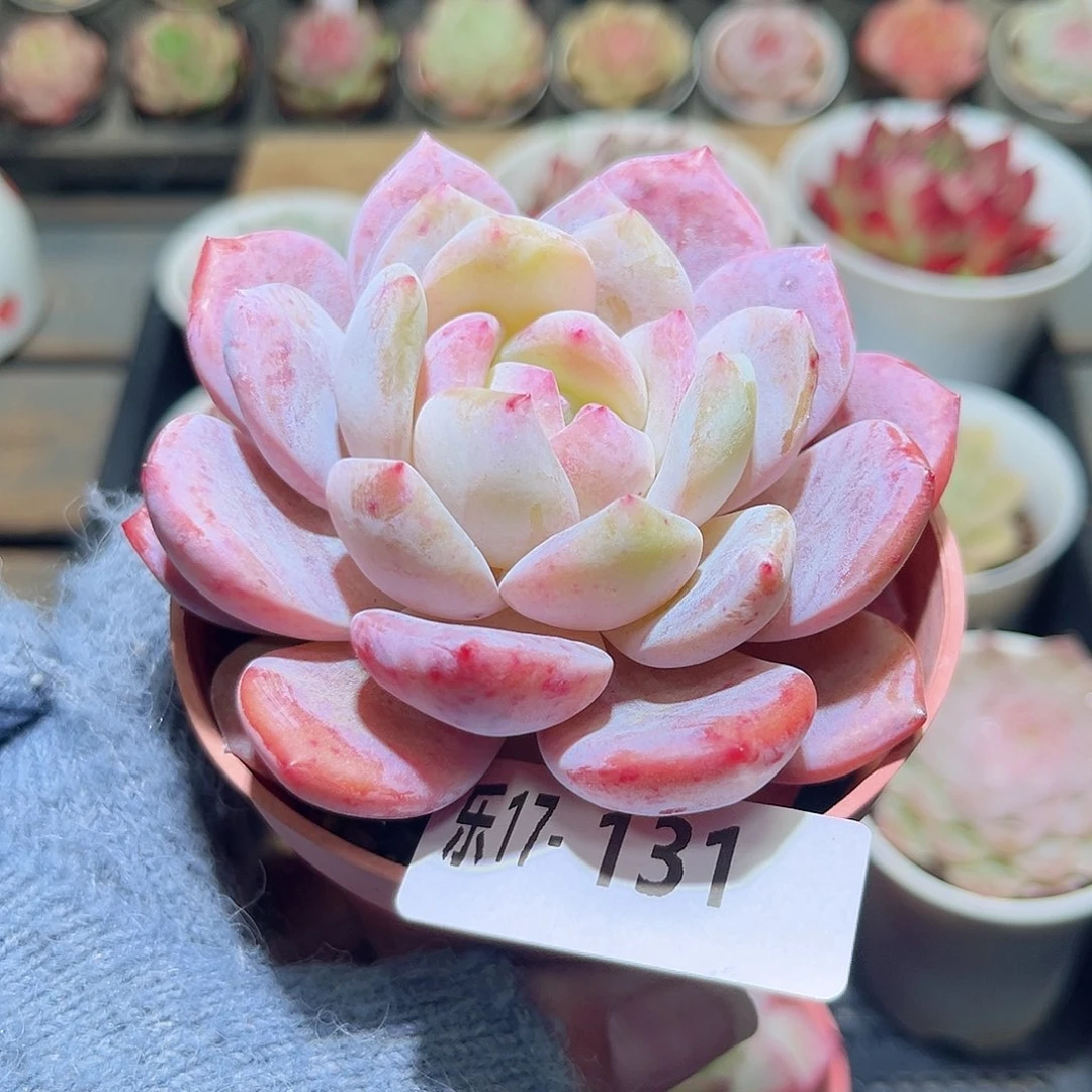 木乐17-131橙梦露