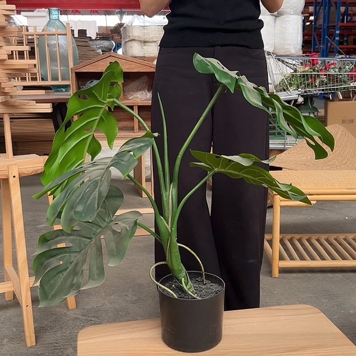 样品默认微瑕龟背竹升级款超级好看