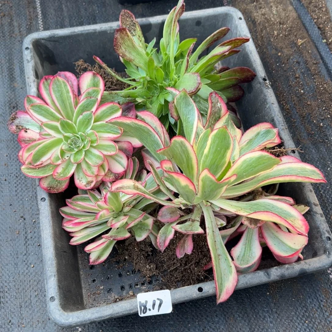 17筐多肉植物山东发