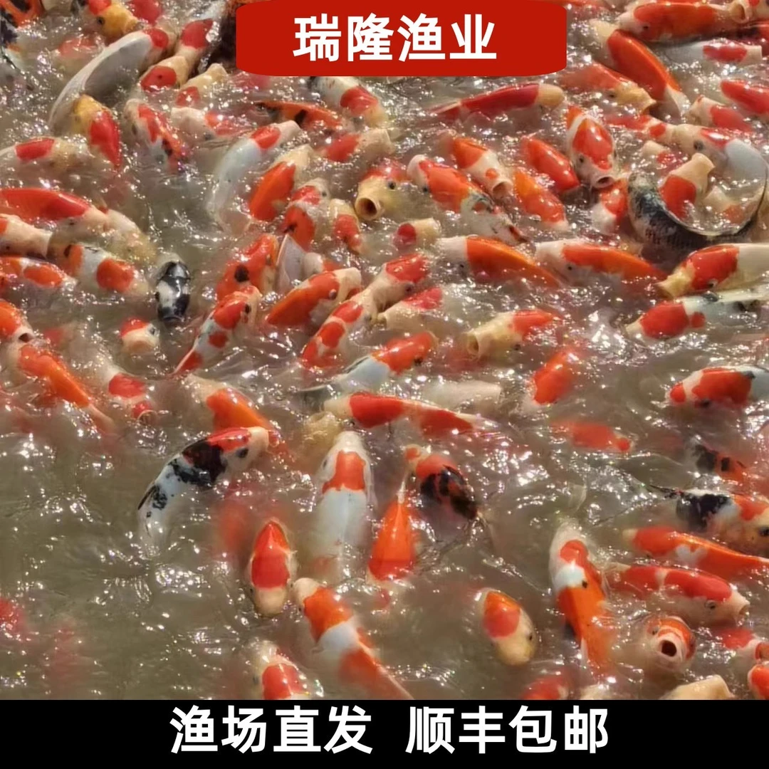 【瑞隆】２0CM２条 锦鲤观赏鱼 包活包邮渔场直发淡水好养耐活金鱼